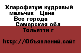 Хларофитум кудрявый мальчик › Цена ­ 30 - Все города  »    . Самарская обл.,Тольятти г.